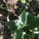 White Snakeroot (Ageratina altissima)