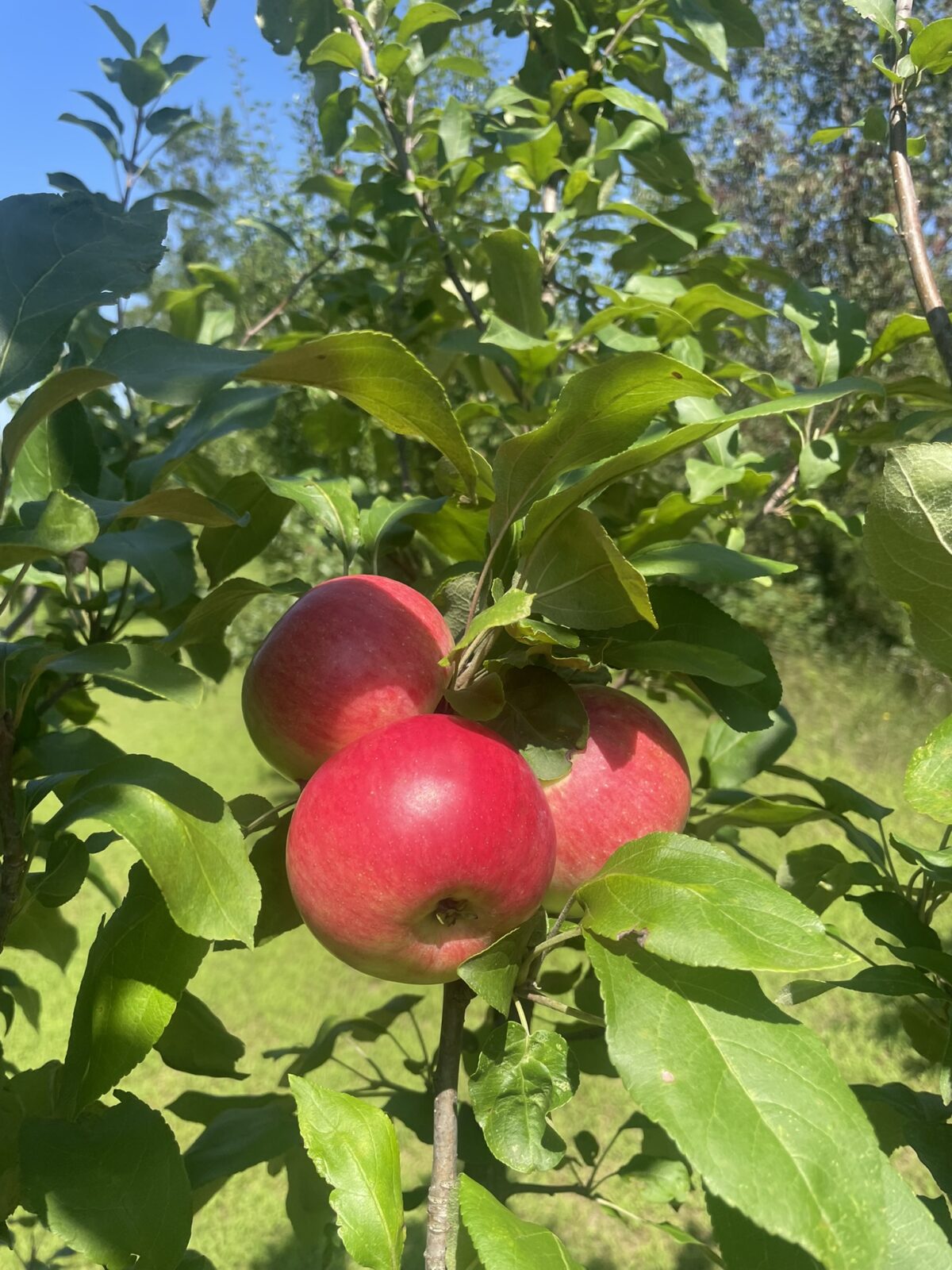 Zestar Apple