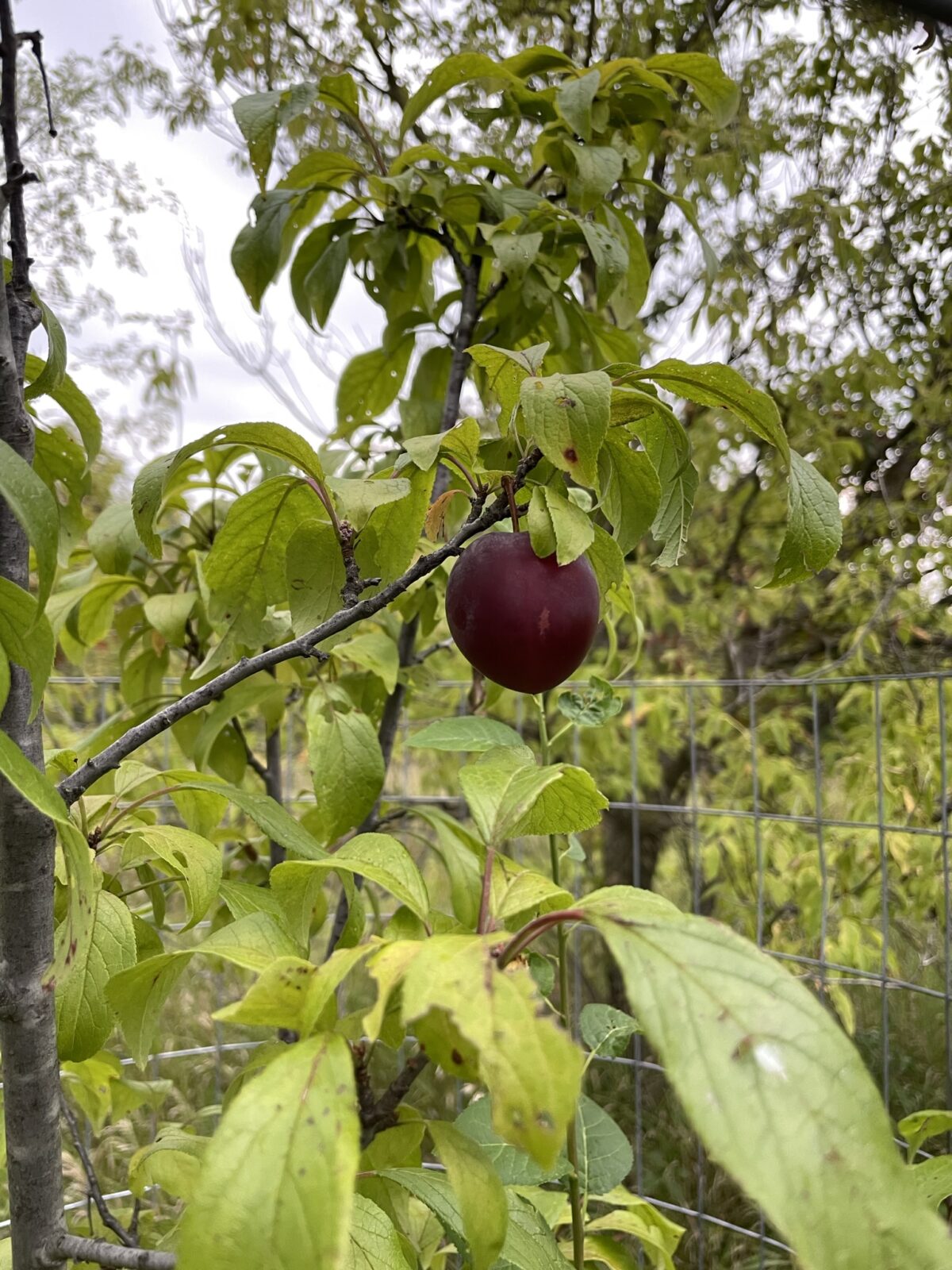 Alderman Plum