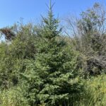 Black Hills Spruce (Picea glauca var. densata)