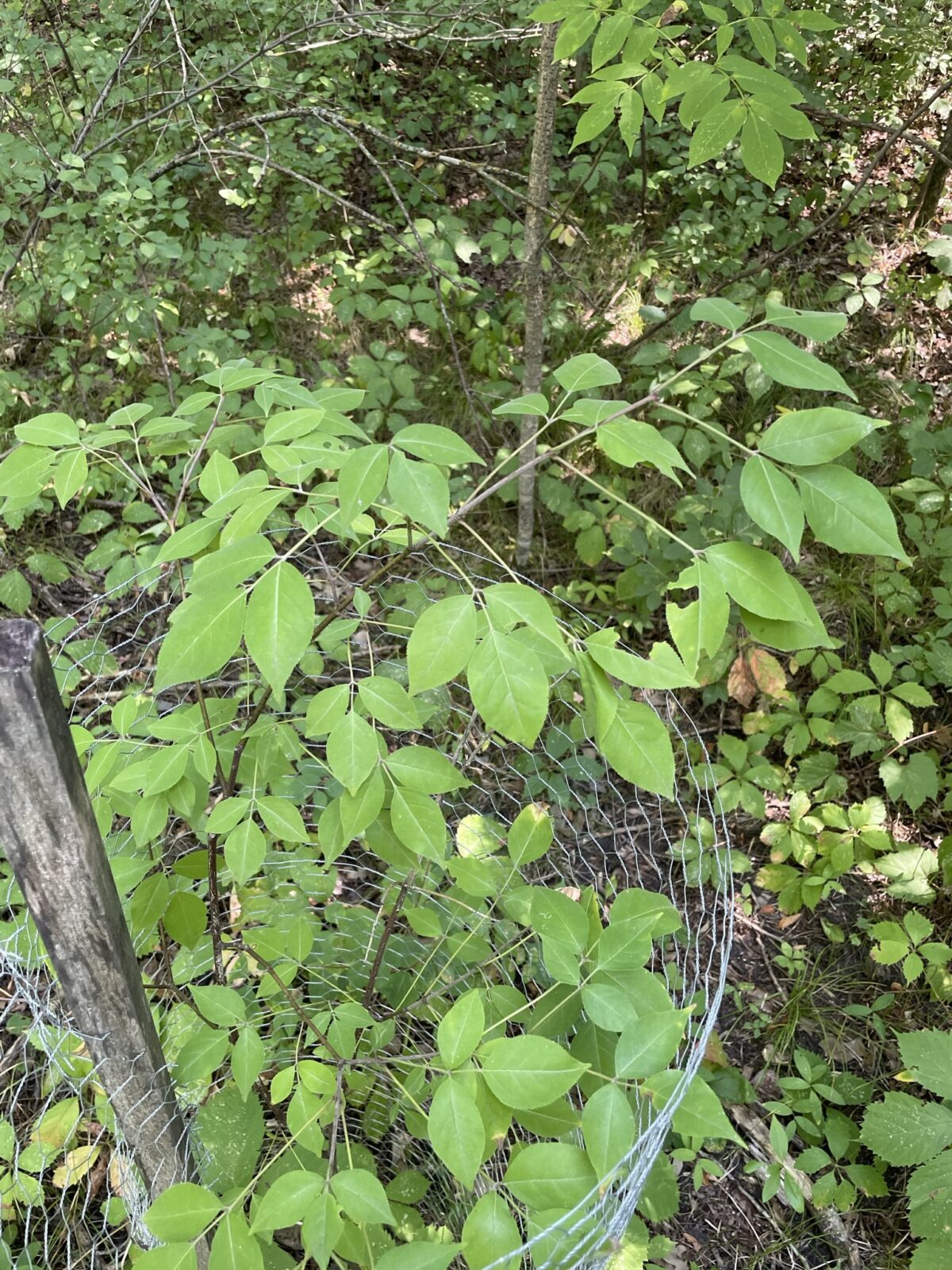 Bladdernut (Staphylea trifolia)