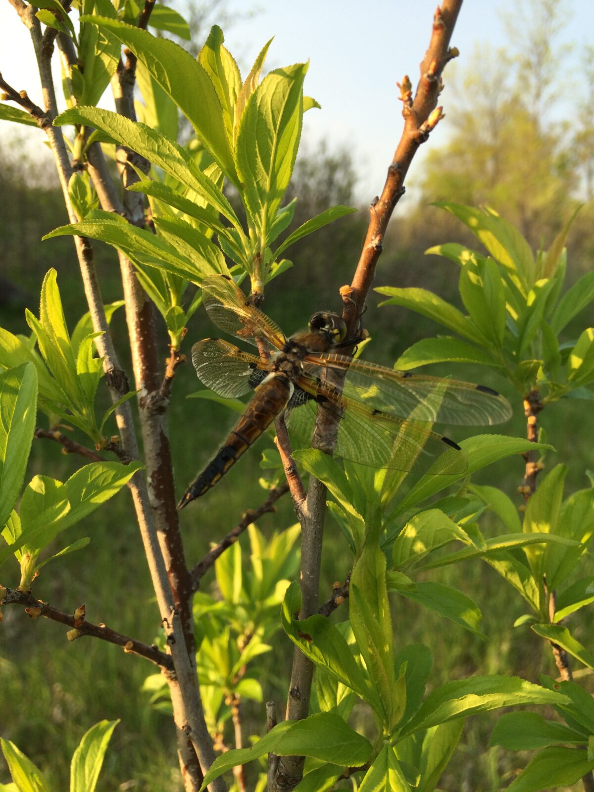 Four-Spotted Skimmer (Libellula quadrimaculata)