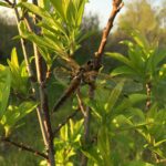 Four-Spotted Skimmer (Libellula quadrimaculata)