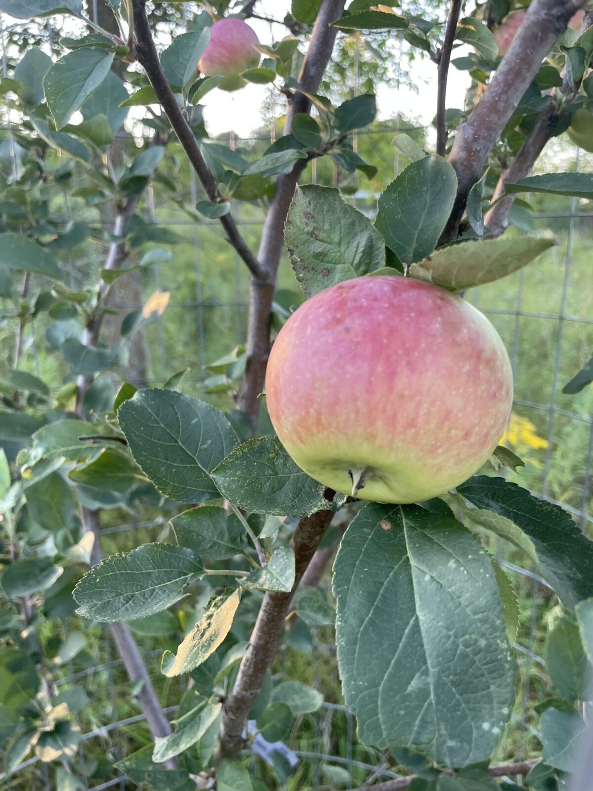 Goodland Apple