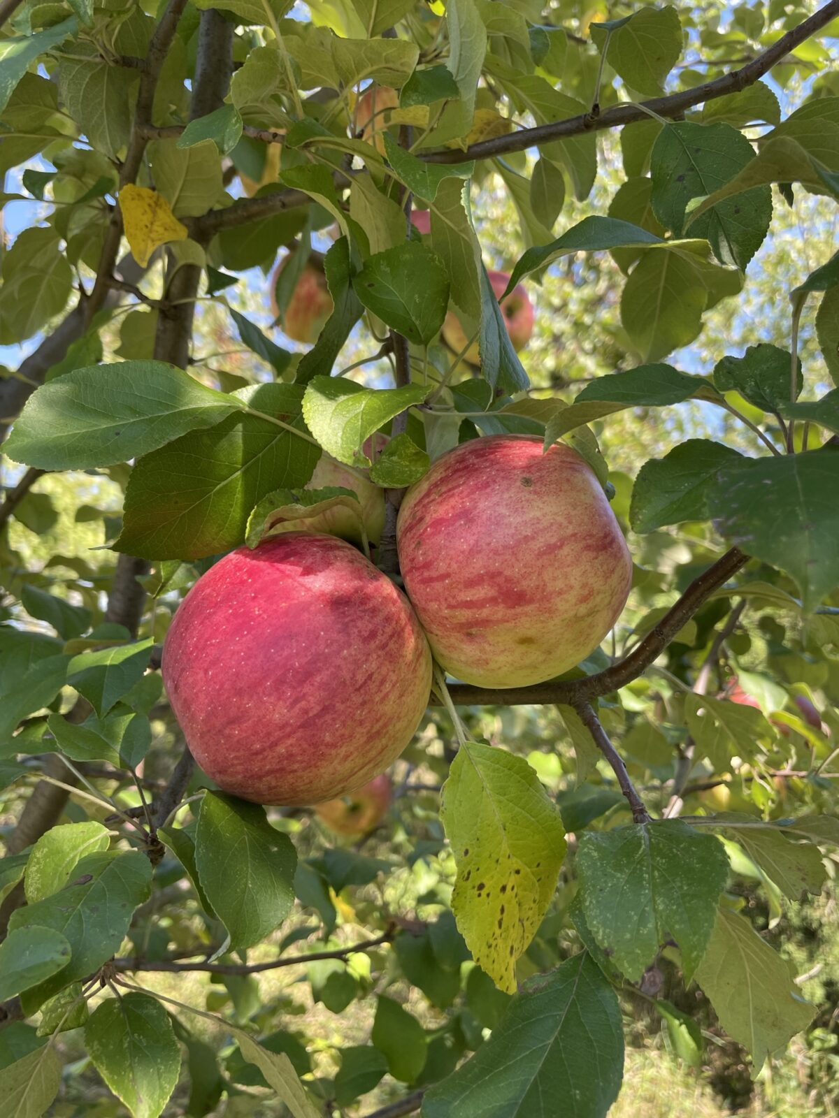 Haralson Apple