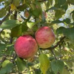 Haralson Apple