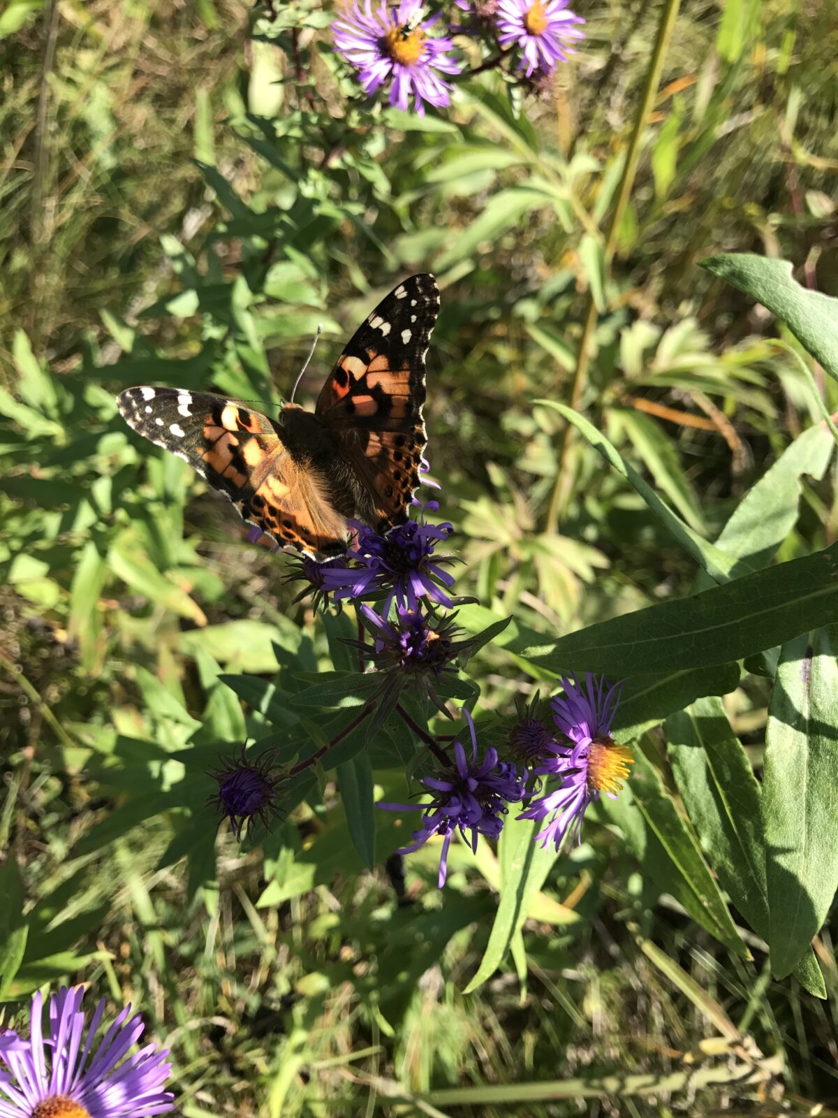 Painted Lady (Vanessa cardui)