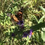 Painted Lady (Vanessa cardui)