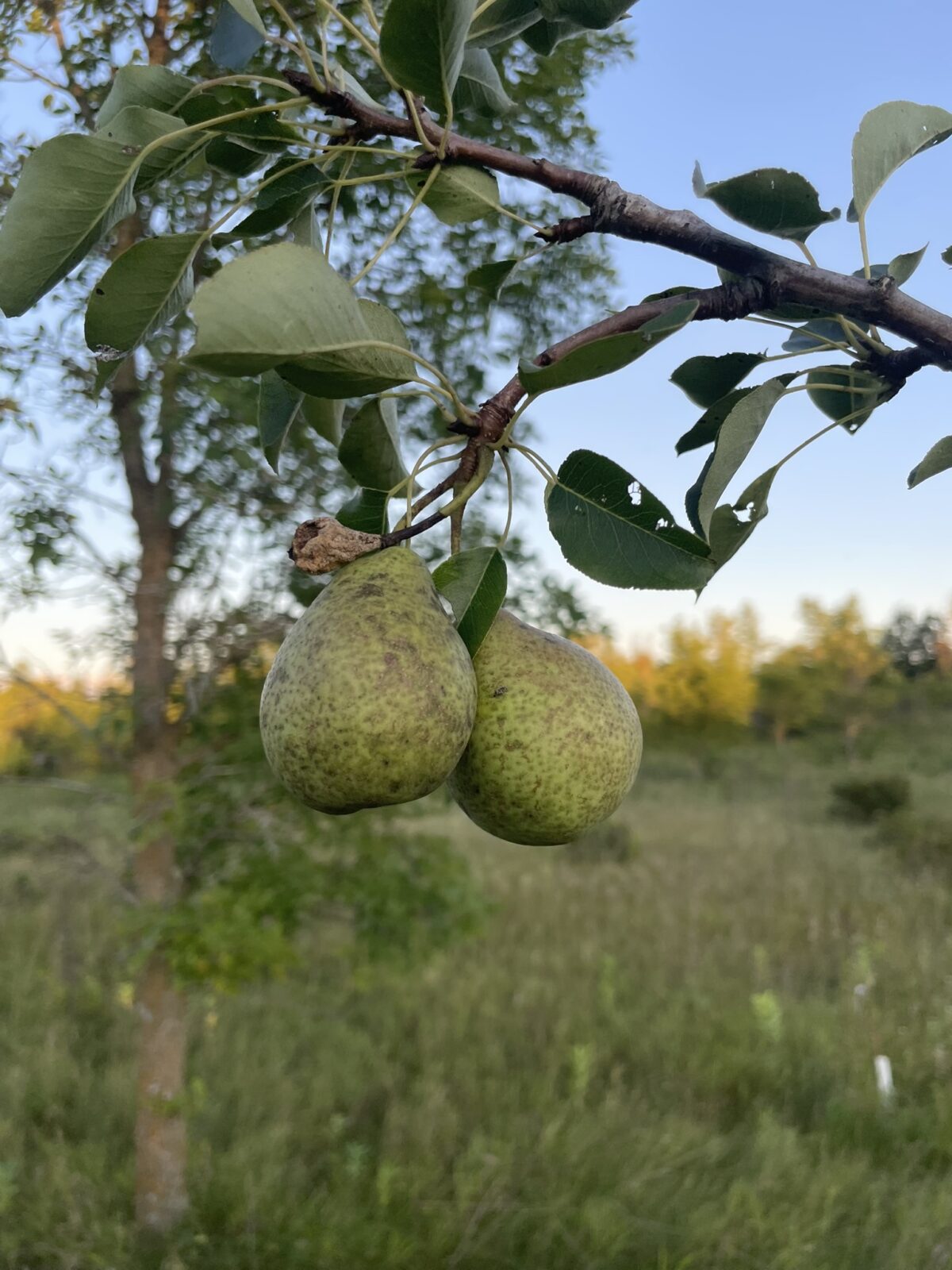 Patten Pear