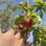 Pembina Plum