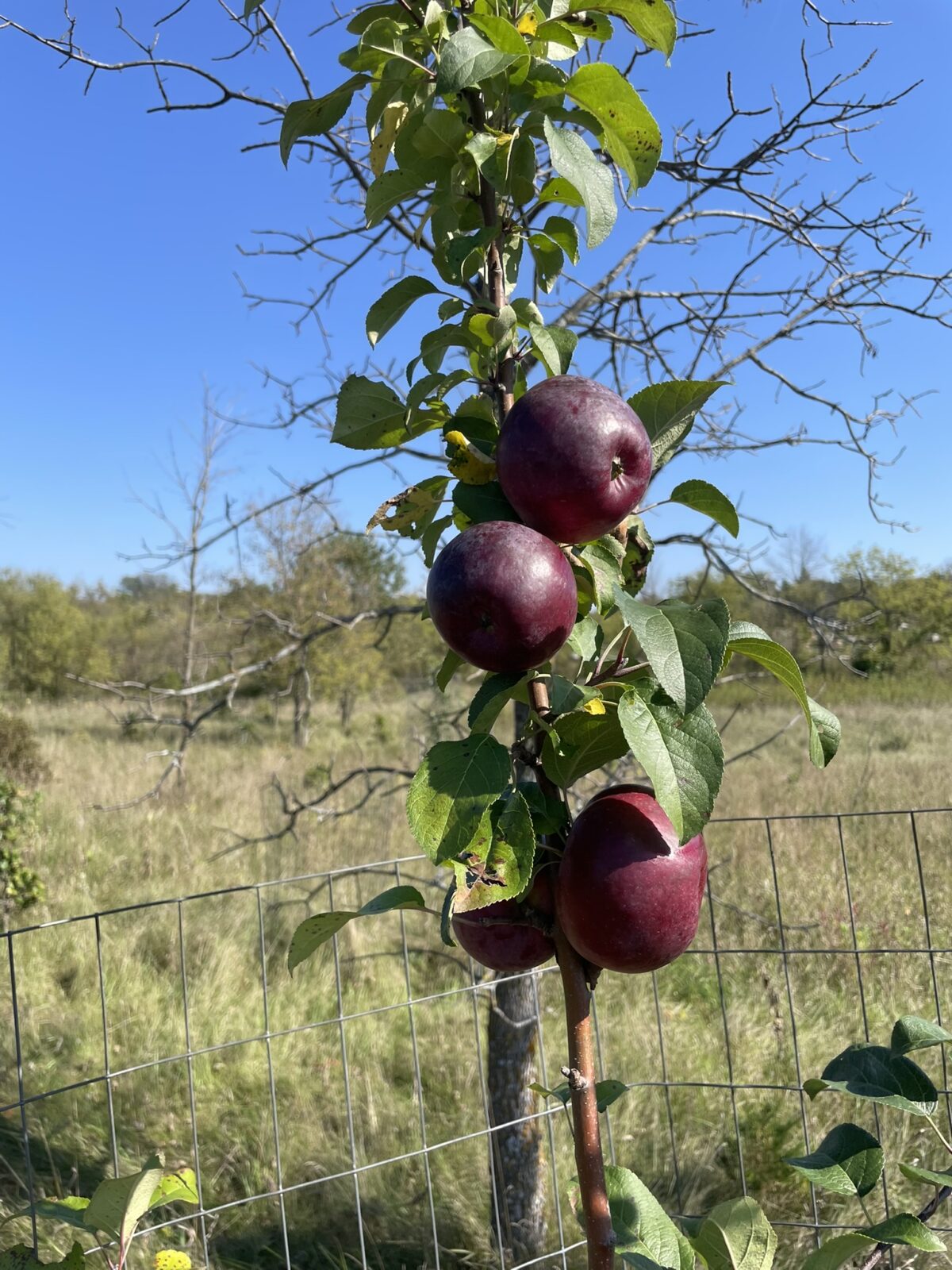 Liberty Apple