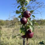 Liberty Apple
