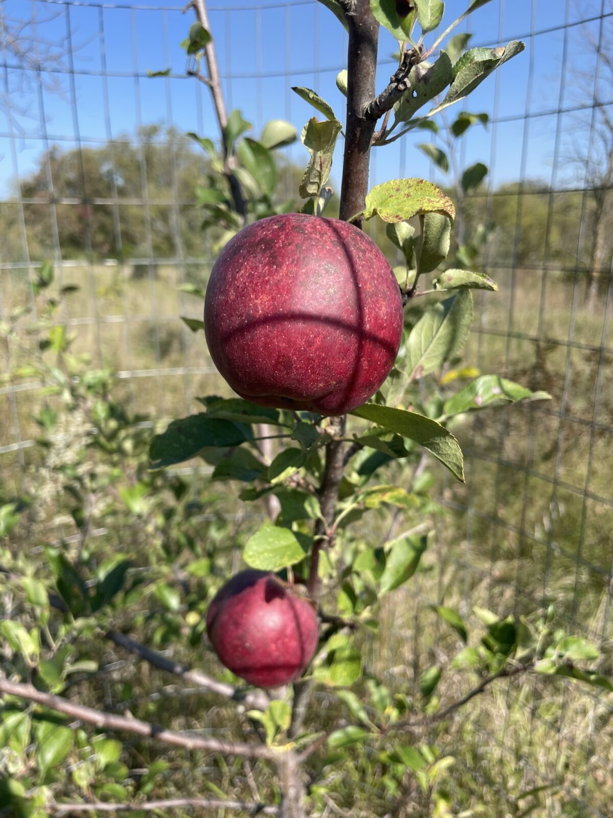 Winecrisp Apple