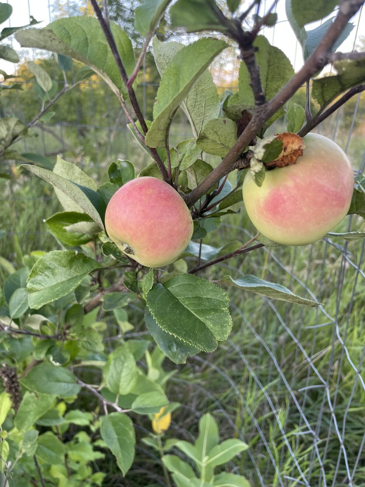Wodarz Apple