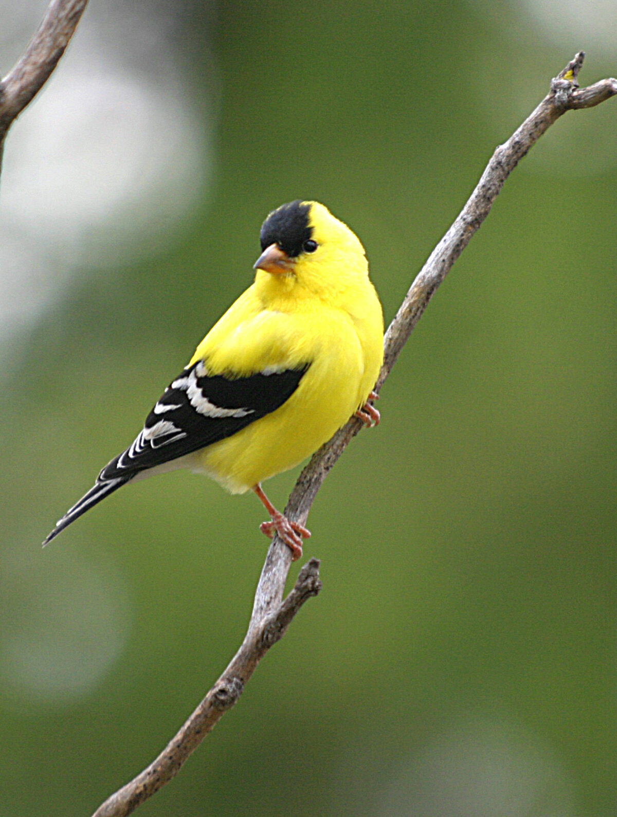 American Goldfinch (Spinus tristis)