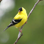 American Goldfinch (Spinus tristis)