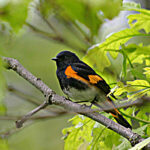 American Redstart (Setophaga ruticilla)