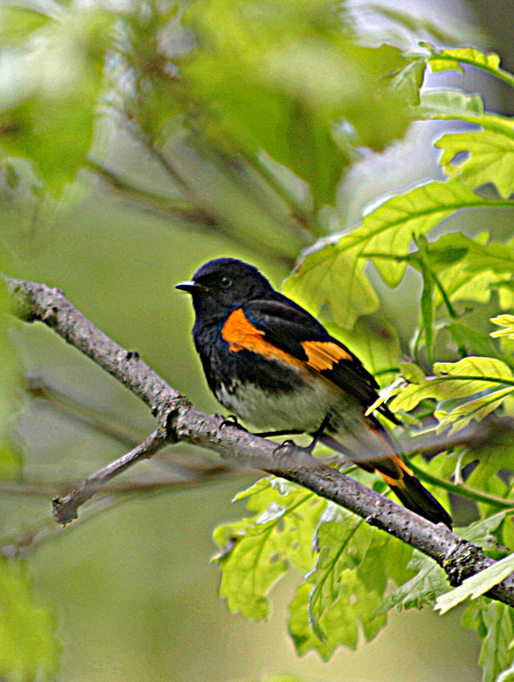 American Redstart (Setophaga ruticilla)