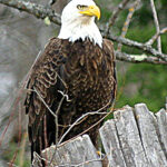 Bald Eagle (Haliaeetus leucocephalus)