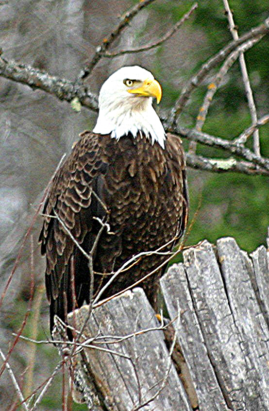 Bald Eagle (Haliaeetus leucocephalus)