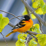 Baltimore Oriole (Icterus galbula)