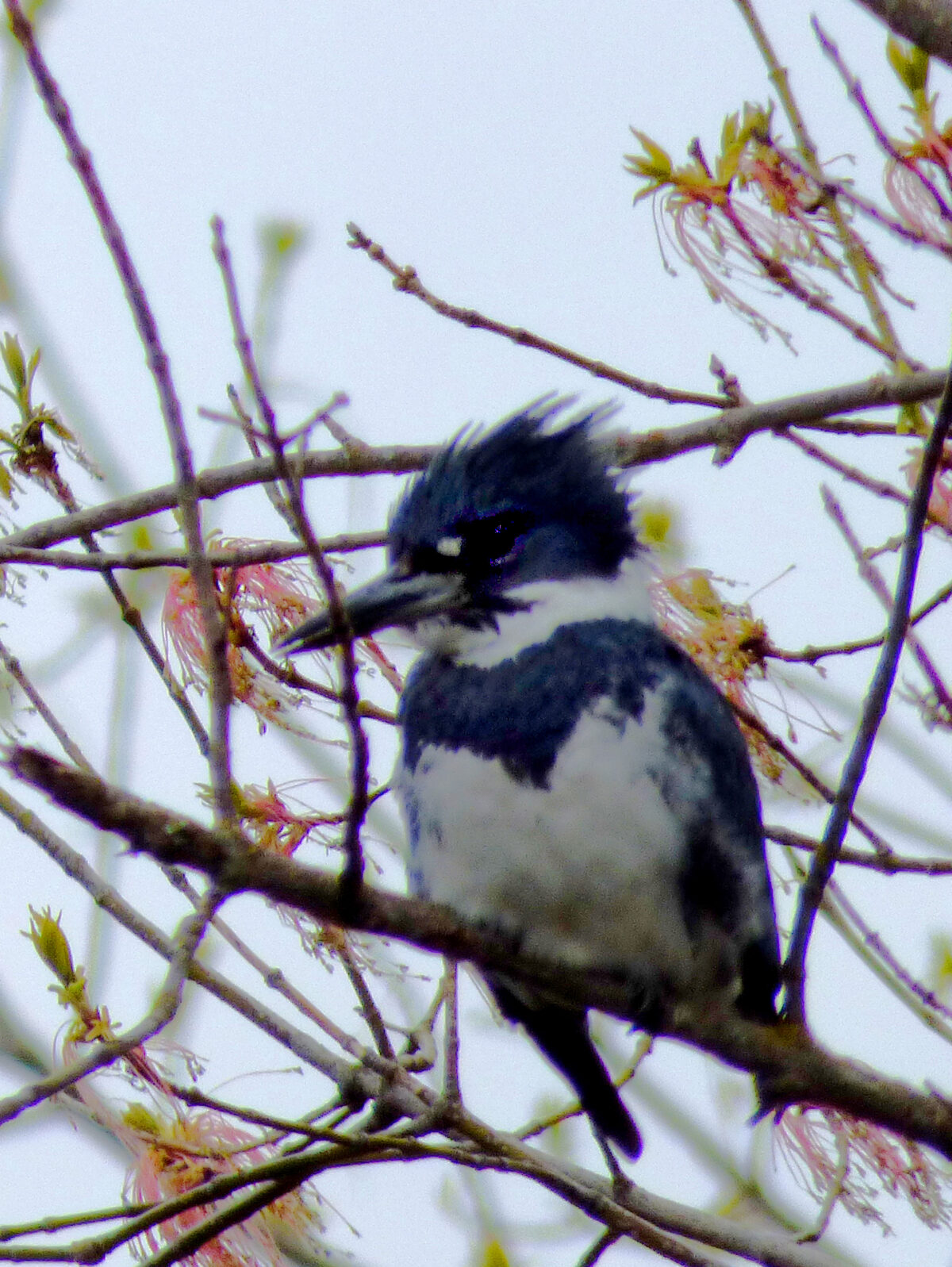 Belted Kingfisher (Megaceryle alcyon)