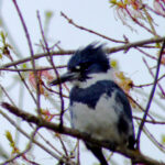 Belted Kingfisher (Megaceryle alcyon)