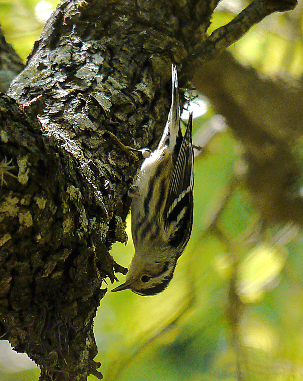 Black-and-white Warbler (Mniotilta varia)