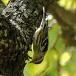 Black-and-white Warbler (Mniotilta varia)