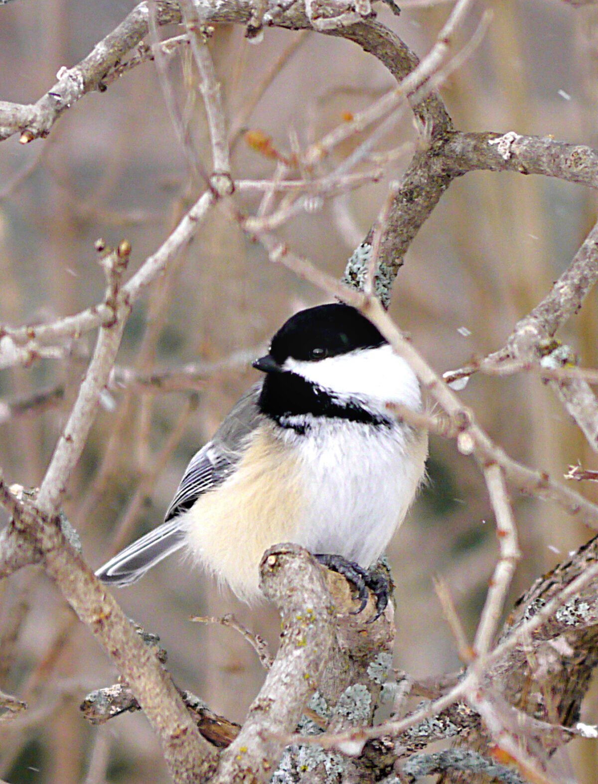 Black-capped Chickadee (Poecile atricapillus)