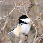 Black-capped Chickadee (Poecile atricapillus)