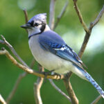 Blue Jay (Cyanocitta cristata)