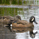 Blue-winged Teal (Spatula discors)