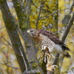 Broad Winged Hawk (Buteo platypterus)