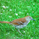 Brown Thrasher (Toxostoma rufum)