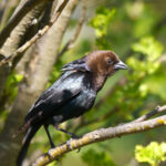 Brown-Headed Cowbird  (Molothrus ater)