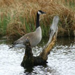 Canada Goose (Branta canadensis)