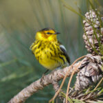 Cape May Warbler (Setophaga tigrina)