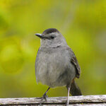 Gray Catbird (Dumetella carolinensis)