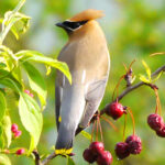 Cedar Waxwing (Bombycilla cedrorum)