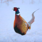 Ring-necked Pheasant (Phasianus colchicus)