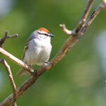 Chipping Sparrow (Spizella passerina)