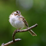 Clay-colored Sparrow (Spizella pallida)