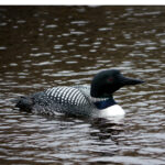 Common Loon (Gavia immer)