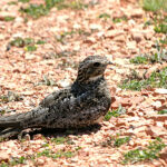 Common Nighthawk (Chordeiles minor)