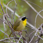 Common Yellowthroat (Geothlypis trichas)