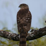 Cooper's Hawk (Accipiter cooperii)