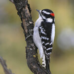 Downy Woodpecker (Dryobates pubescens)