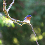 Eastern Bluebird (Sialia sialis)