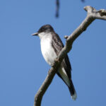 Eastern Kingbird (Tyrannus tyrannus)